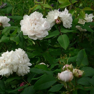 Bijela sa krem bojom  - hibrid perpetual ruža